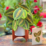 Prayer Plant Pop up Card