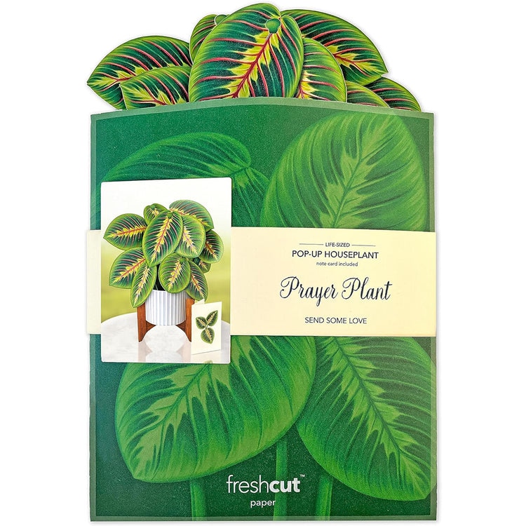 Prayer Plant Pop up Card