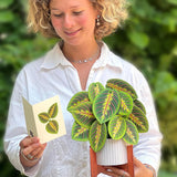 Prayer Plant Pop up Card