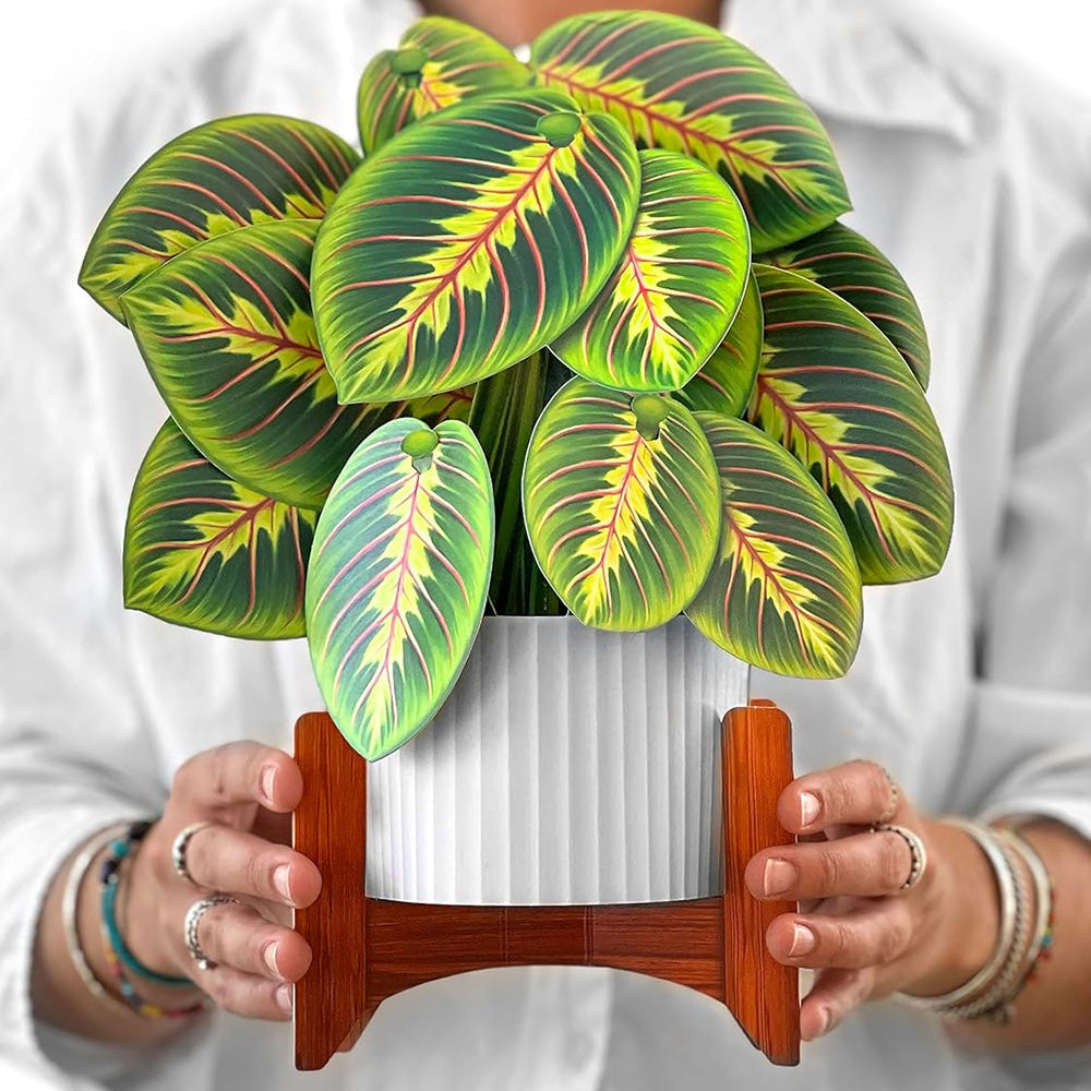 Prayer Plant Pop up Card