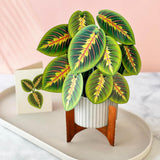 Prayer Plant Pop up Card