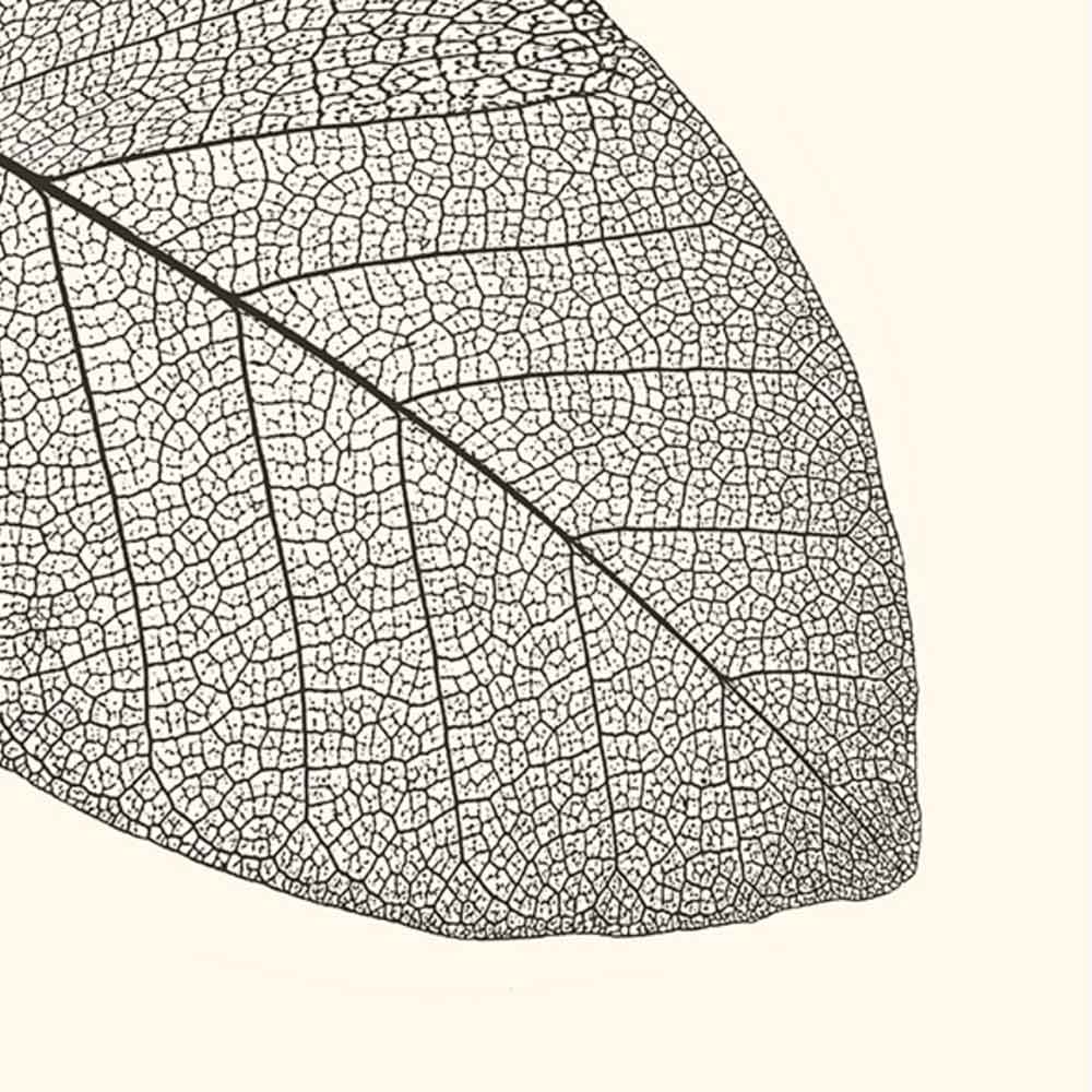 braun-company-leaf.jpg