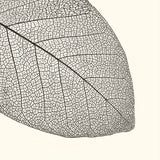 braun-company-leaf.jpg