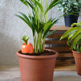 Care-it - Self-Watering Device