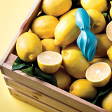 Octo - Citrus Reamer