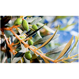 Printed Doormat - Olives
