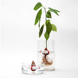 Seed Guard - Seed Growing Device