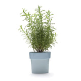 Slim - Flower Pot