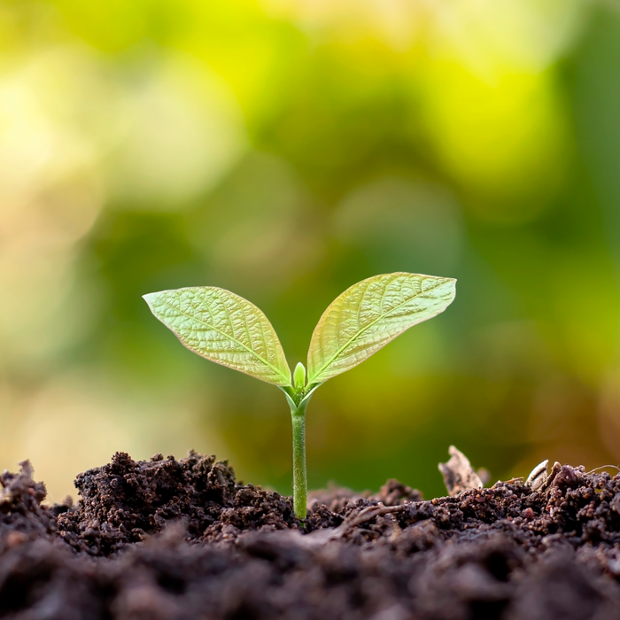 8 Eco-Friendly Gifts That Will Make Mother Nature Smile