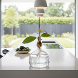 Avocado Vase