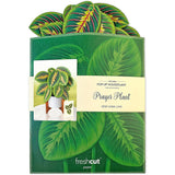 Prayer Plant Pop up Card