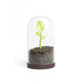 Sprout-Jar-Container-Spoon4.jpg