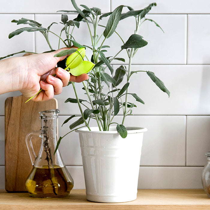 Leafers - Herb snips